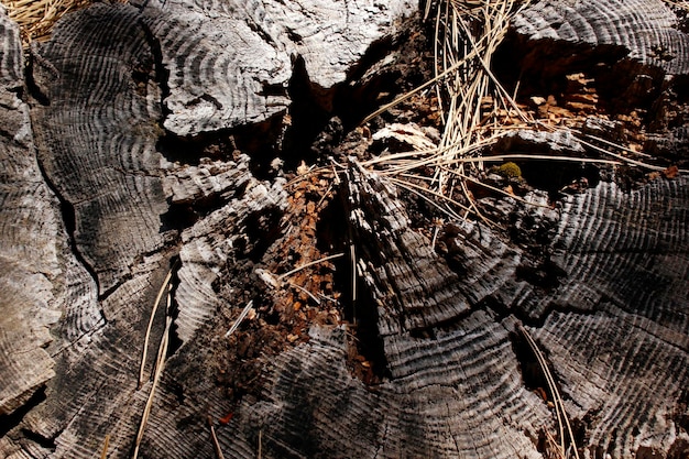 Ceppo di pino segato nella foresta