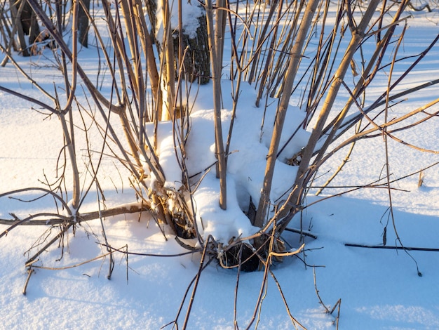 Ceppo di pioppo germogliato Natura in inverno