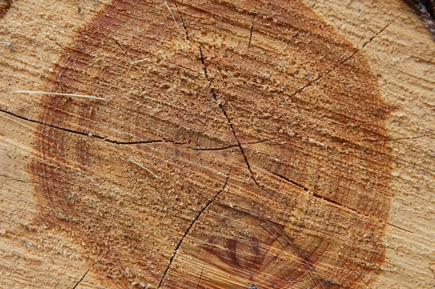 Ceppo di quercia abbattuto sezione del tronco con anelli annuali Modello in legno Sezione trasversale in legno Struttura in legno