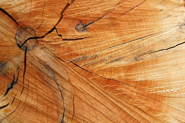 Ceppo di quercia abbattuto sezione del tronco con anelli annuali Modello in legno Sezione trasversale in legno Struttura in legno