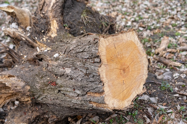 Ceppo di un albero abbattuto per terra