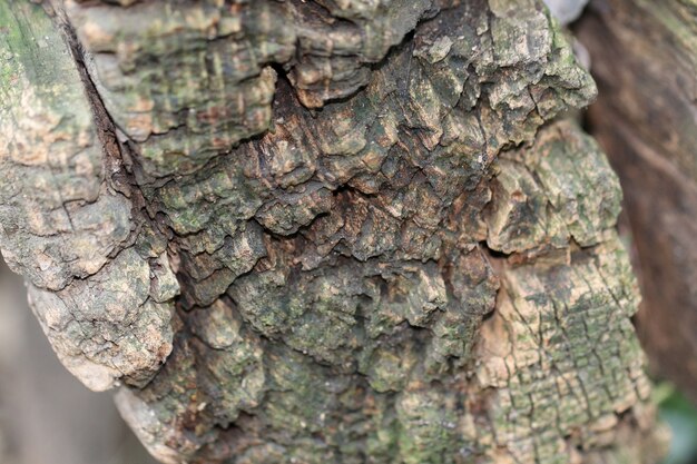 Ceppo di vecchio albero, chiudi la vecchia trama del ceppo per lo sfondo