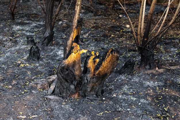 ceppo e tronchi d'albero bruciati dopo un grande incendio nella foresta Pericolo di incendio durante i periodi di siccità