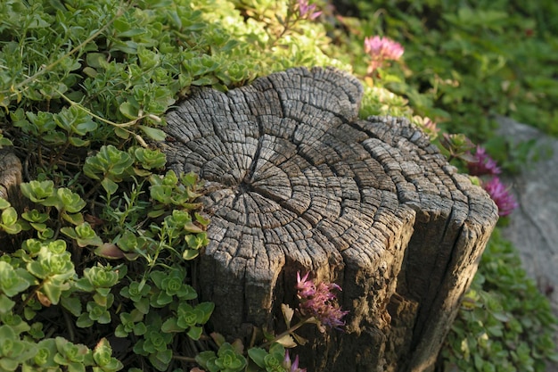 Ceppo strutturato del fondo della foresta con vegetazione verde