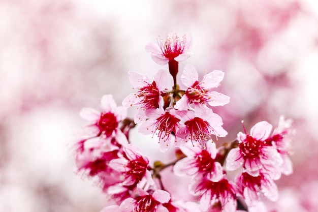 Cerasoides himalayano selvaggio di Cherry Prunus Sakura in Tailandia