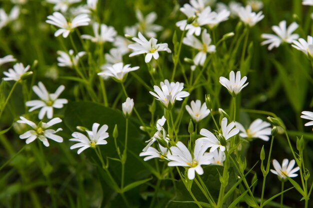 Cerastium arvense