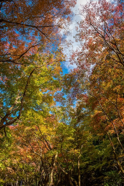 Cerca la vista di un incredibile giapponese multicolor alberi di acero in autunno, cielo blu.