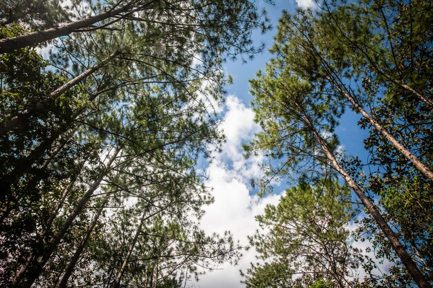 Cerca nella foresta di pini Thailandia