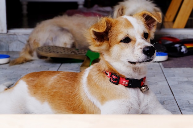 Cercare di piccolo cucciolo di cane sveglio del cane da lepre del piccolo cane