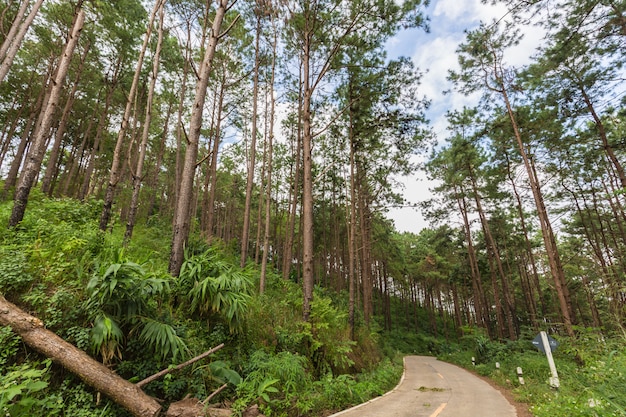 Cercare le cime degli alberi di uno sfondo di pineta, concetto di natura