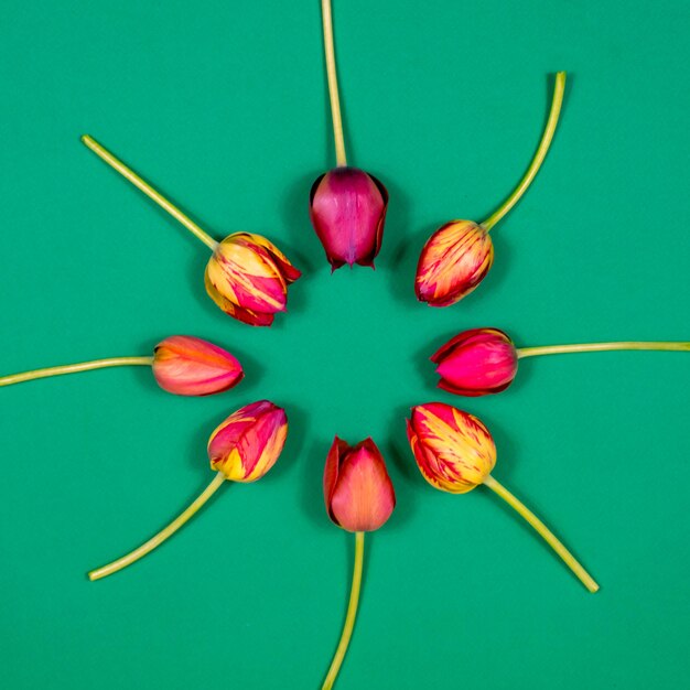 Cerchio di tulipani rossi su sfondo verde Vista dall'alto Vuoto per una cartolina Festa della mamma Concetto di celebrazione del compleanno di San Valentino