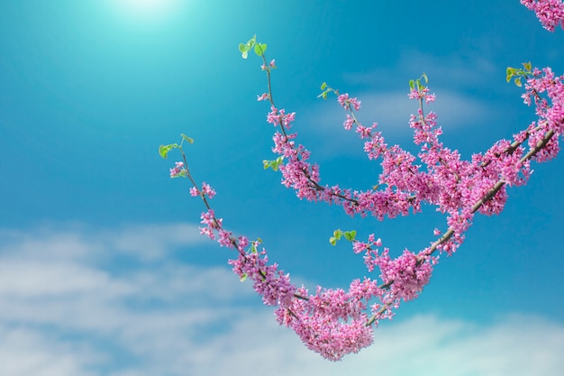 Cercis canadensis cremisi canadese, fiori rosa con cielo blu.