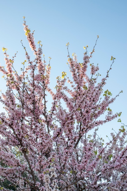 Cercis canadensis (redbud orientale) albero