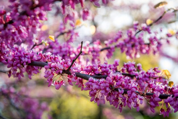 Cercis europeo, o europeo Tsertsis, o albero di Giuda