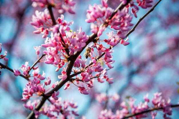 Cercis europeo, o europeo Tsertsis, o albero di Giuda