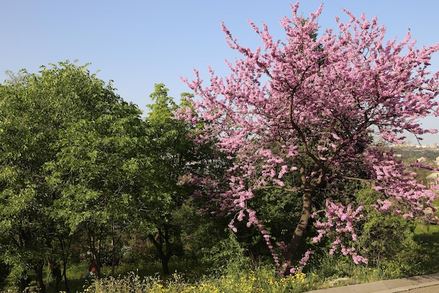 Cercis siliquastrum Cremisi europea o albero di Giuda fioritura abbondante