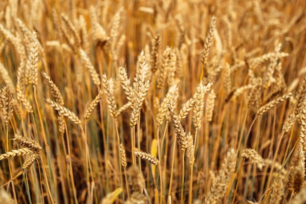 Cereale di grano giallo oro che ondeggia tremante nel vento, il raccolto di grano matura nella soleggiata estate