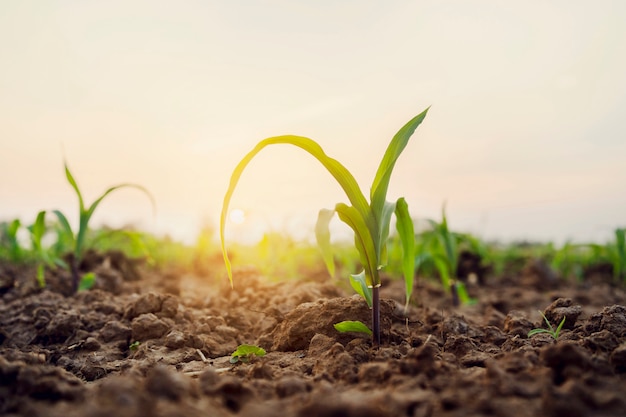 Cereale verde sul campo con alba. Concetto agricolo