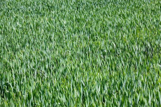 Cereali agricoli Primavera