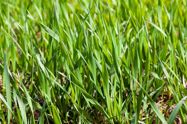 Cereali agricoli Primavera