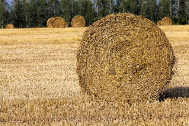 Cereali agricoli