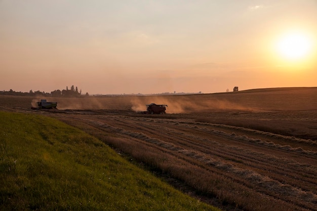 Cereali da campo agricolo