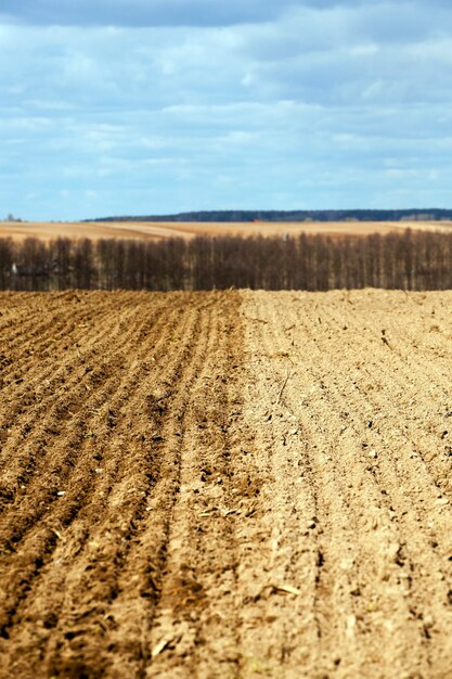 Cereali da campo agricolo