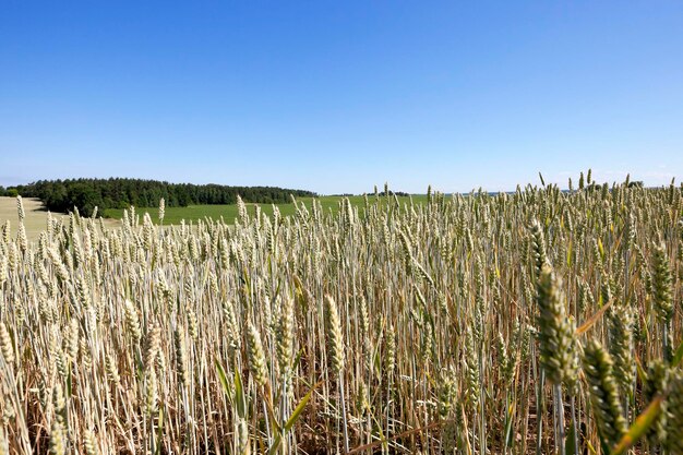 Cereali da campo agricolo