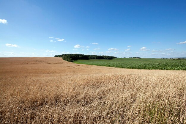 Cereali da campo agricolo