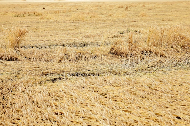 Cereali da campo agricolo