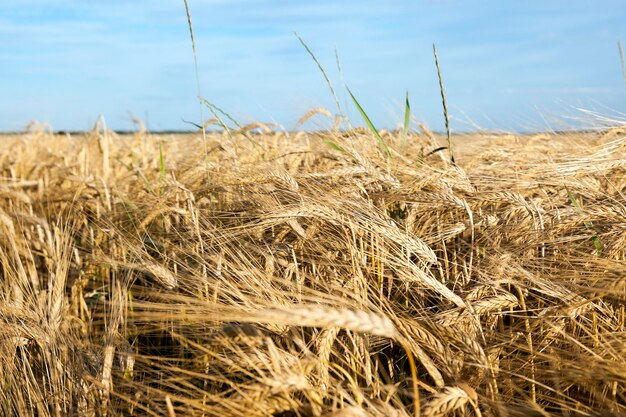 Cereali da campo agricolo