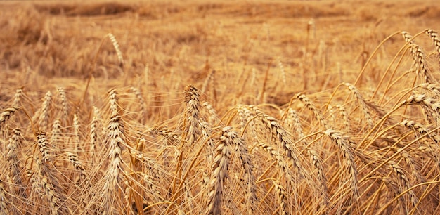 Cereali di grano a sfondo bisellato a consistenza di paglia secca di grano
