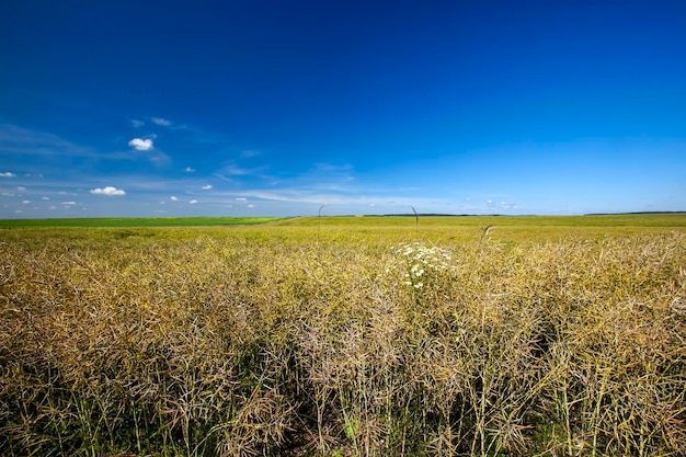 Cereali di grano giallo verde prima del raccolto