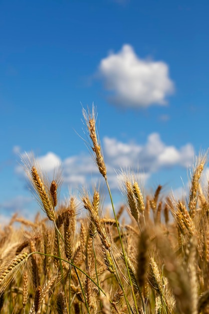 Cereali di grano giallo verde prima del raccolto