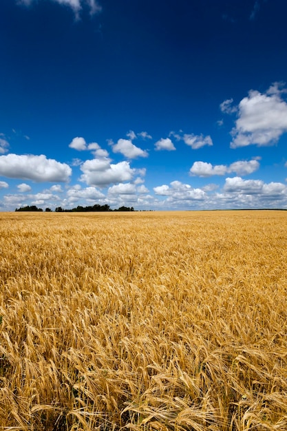 Cereali gialli maturi