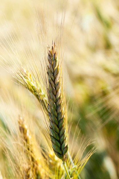 Cereali gialli maturi