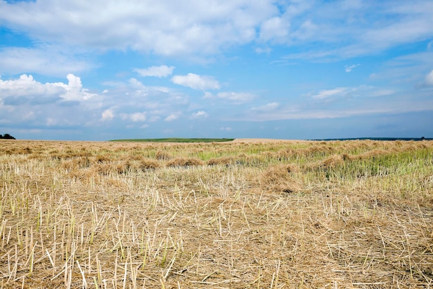 Cereali gialli maturi