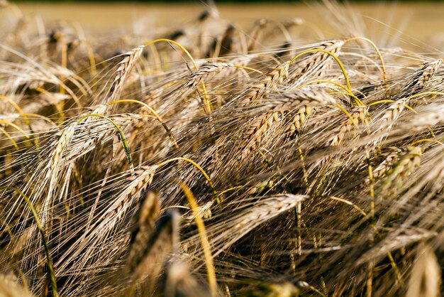 Cereali gialli maturi