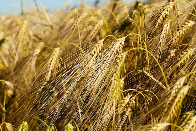 Cereali gialli maturi