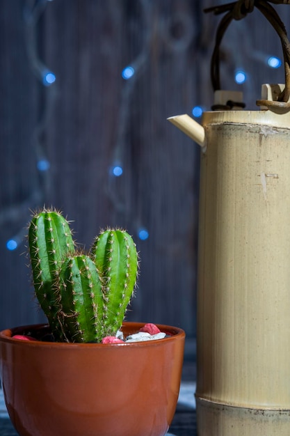 Cereus cactus in vaso di terracotta con brocca di bambù