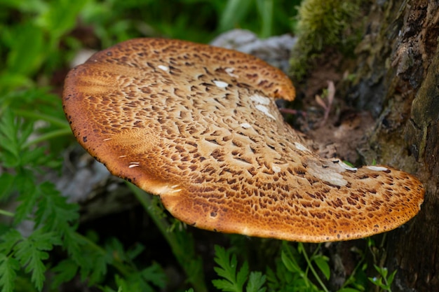 Cerioporus squamosus noto anche come fagiani, funghi della schiena e sella delle dryadi