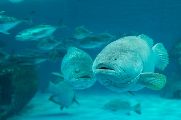 Cernia gigante nel mare