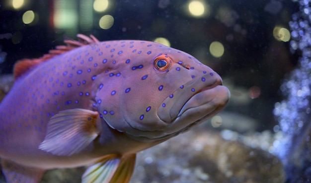 Cernia leopardata.