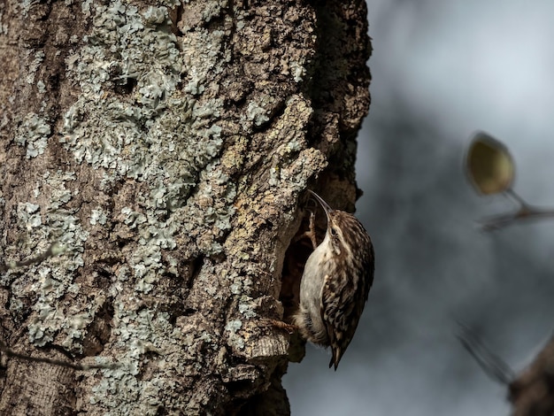 Certhia brachydactyla, crepitore d'albero a dita corte