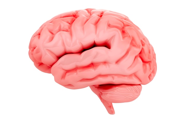 cervello 3d su sfondo bianco