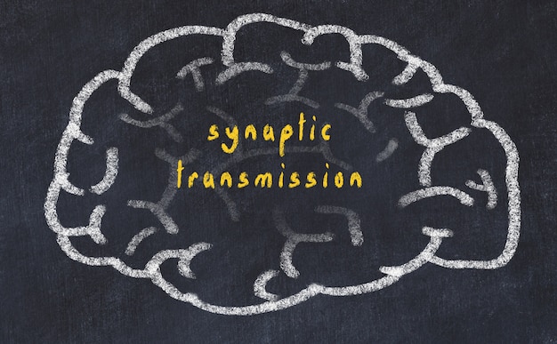 cervello con trasmissione sinaptica dell'iscrizione