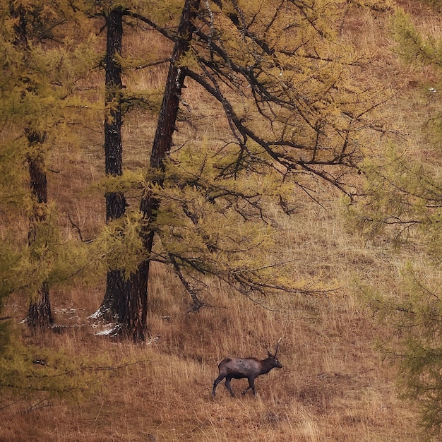 cervi al pascolo animali fauna selvatica nessun popolo