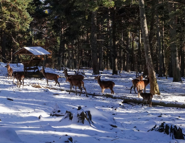 Cervi al pascolo in un campo innevato in mezzo alla natura