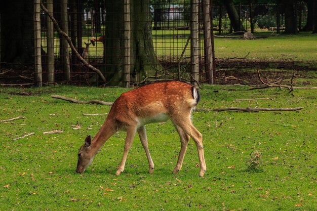 Cervi al pascolo nel campo nei Paesi Bassi