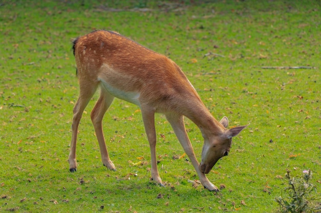 Cervi al pascolo nel campo nei Paesi Bassi